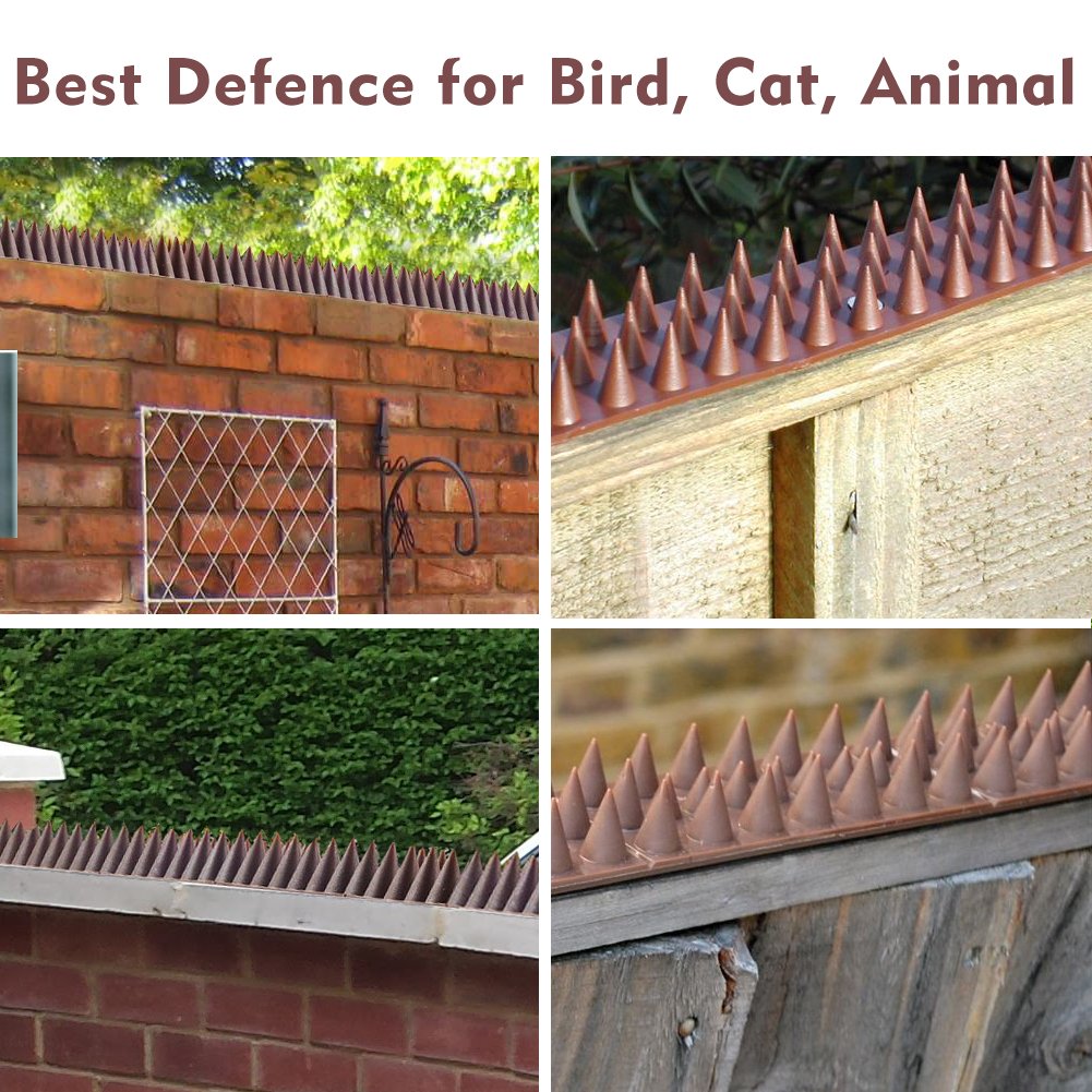 best defence for birs cat animal