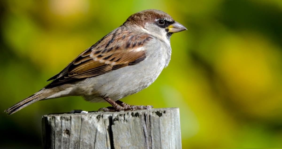 identifying-bird-pests-sparrows-bird-spike-control