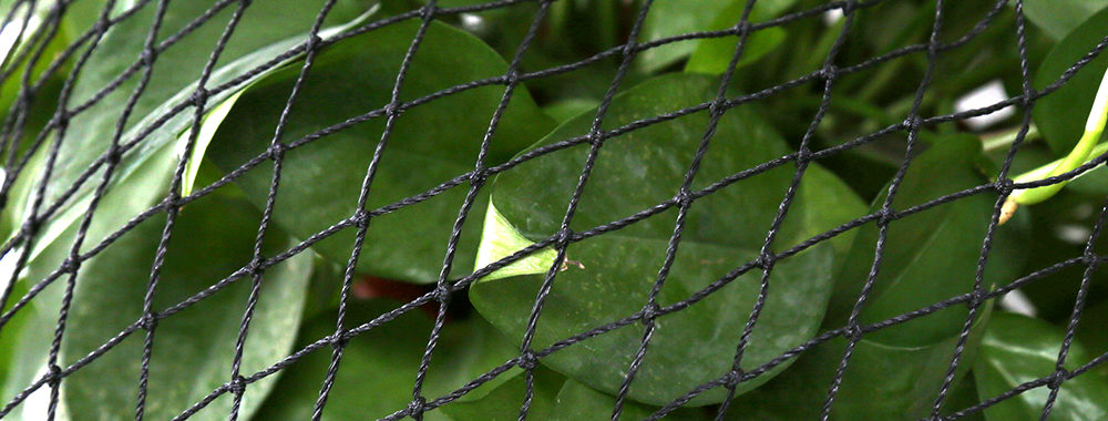 garden protection againt bird with plastic netting