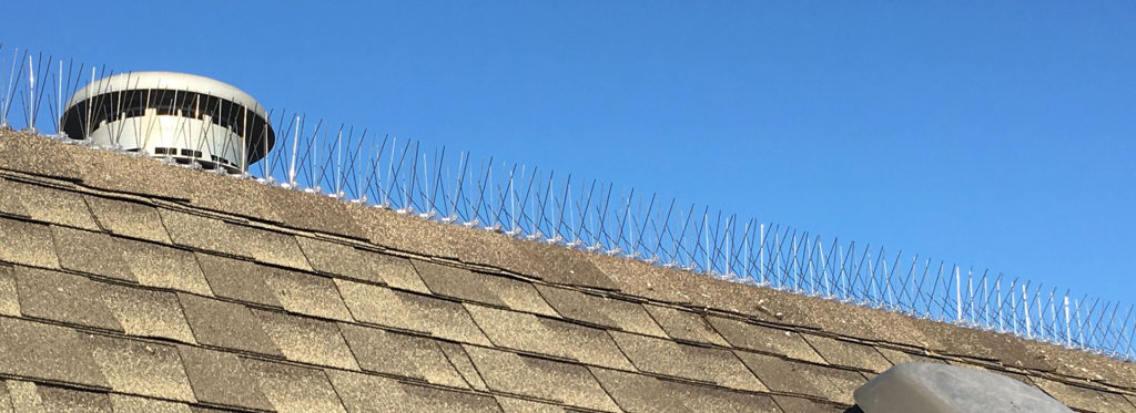 stainless steel bird control mounted on the top of building